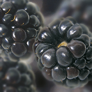 Blackberry puree, 1 kg. frozen