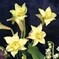 Daffodil, set/2