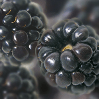 Blackberry puree, 1 kg. frozen